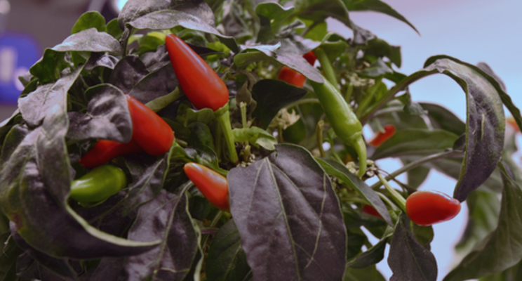 LettUs Grow trial growing chilli plants with aeroponics LettUs Grow trial growing chilli plants with aeroponics