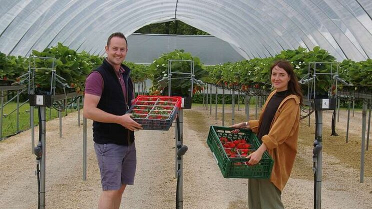Strawberry grow bags are a 'robot testing bed' at Lincoln University Strawberry grow bags are a 'robot testing bed' at Lincoln University