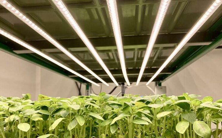 Medical herbs for organic cosmetics to grow on smart VF Medical herbs for organic cosmetics to grow on smart VF