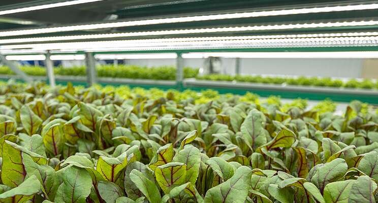 Lighting the way to sustainable agriculture Lighting the way to sustainable agriculture