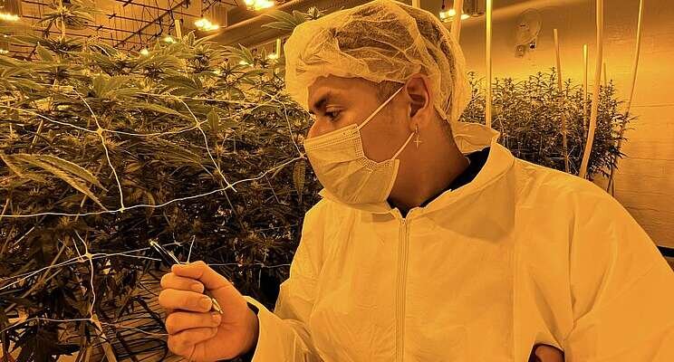 Research targets energy efficiency in cannabis cultivation Research targets energy efficiency in cannabis cultivation