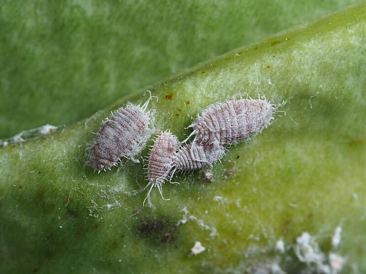 Spotlight on mealybug Spotlight on mealybug