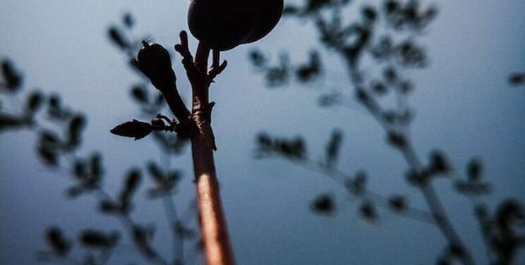 Can food crops grow in the dark? Can food crops grow in the dark?