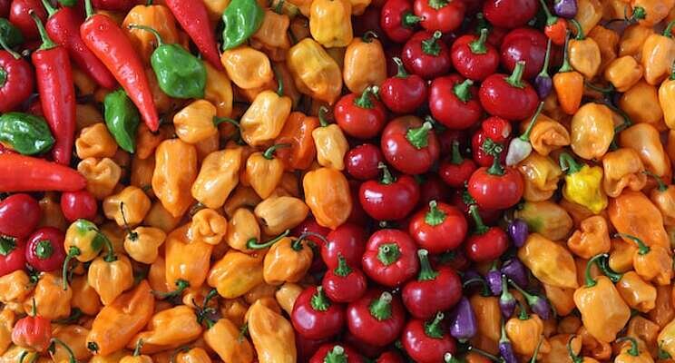 Beneficial nematodes achieve 80% mortality in pepper caterpillar Beneficial nematodes achieve 80% mortality in pepper caterpillar