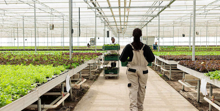 Strategies for successful greenhouse maintenance Strategies for successful greenhouse maintenance