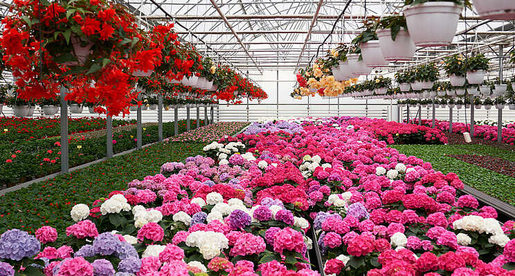 How innovation drives success at Columbus, OH-Area Greenhouses How innovation drives success at Columbus, OH-Area Greenhouses