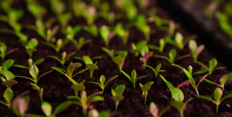 Kalera releases 2021 ESG report Kalera releases 2021 ESG report