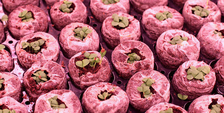This B-Crop is making sustainability a priority for chefs This B-Crop is making sustainability a priority for chefs