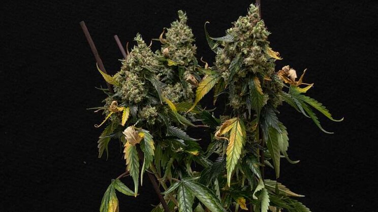 Temporarily extending daylength increases cannabis yield Temporarily extending daylength increases cannabis yield