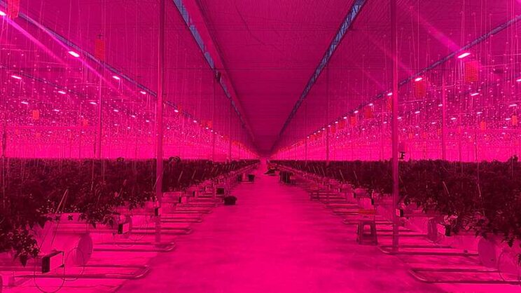 Signify Korea installs Philips LED in a 2.8 ha tomato greenhouse Signify Korea installs Philips LED in a 2.8 ha tomato greenhouse