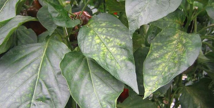 Peppers spider mite free with Phytoseiulus-System Peppers spider mite free with Phytoseiulus-System