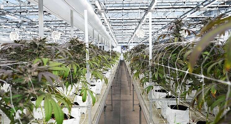 New collaboration flourishes at leading Israeli cannabis farms New collaboration flourishes at leading Israeli cannabis farms