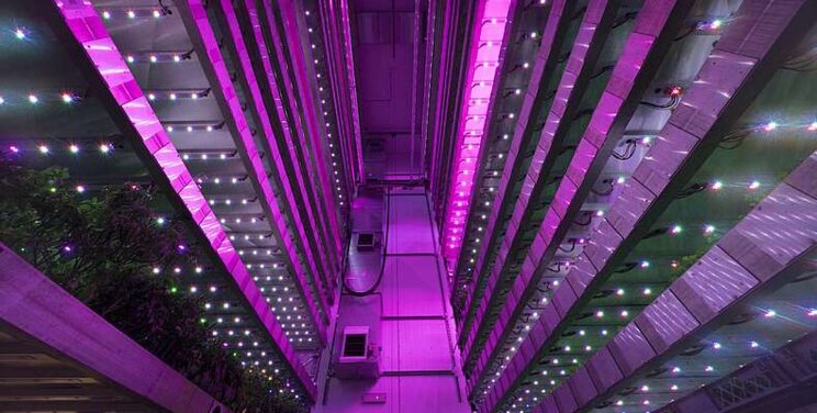 Vertical farming is finally growing up in the UK