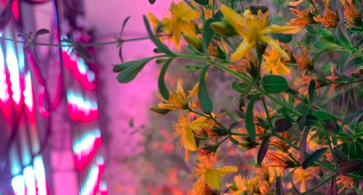 Saint John's Wort - An ancient crop grown with new technology Saint John's Wort - An ancient crop grown with new technology