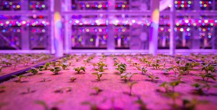 Cornwall Ontario, a future vertical farming hub? Cornwall Ontario, a future vertical farming hub?