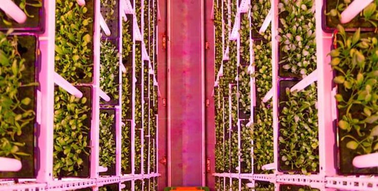 Most suitable crops for vertical farming? Most suitable crops for vertical farming?