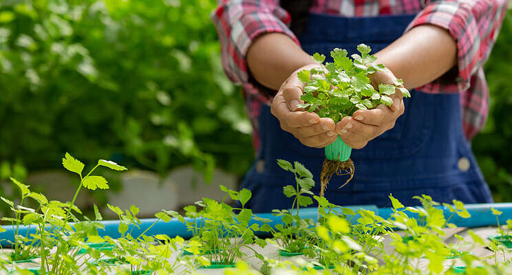 Is root rot an issue in your hydroponic system? Is root rot an issue in your hydroponic system?