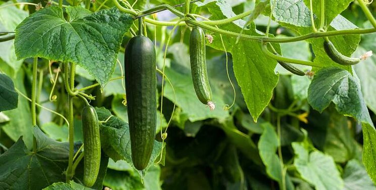 Protect second cucumber crops from Pythium now Protect second cucumber crops from Pythium now