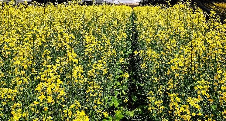 ICL joins forces with PlantArcBio to boost crop yields ICL joins forces with PlantArcBio to boost crop yields