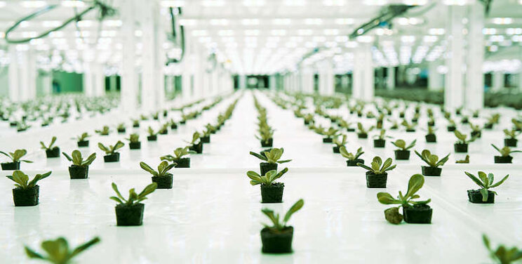 Emirates Flight Catering opens world's largest vertical farm Emirates Flight Catering opens world's largest vertical farm