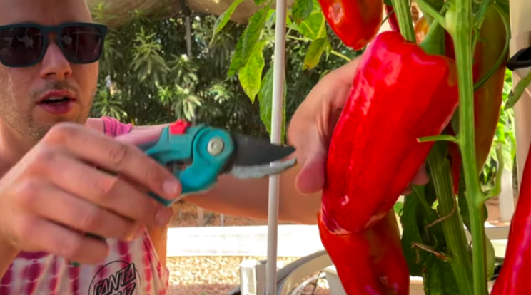 Vertical farming peppers on a Tower Garden Vertical farming peppers on a Tower Garden