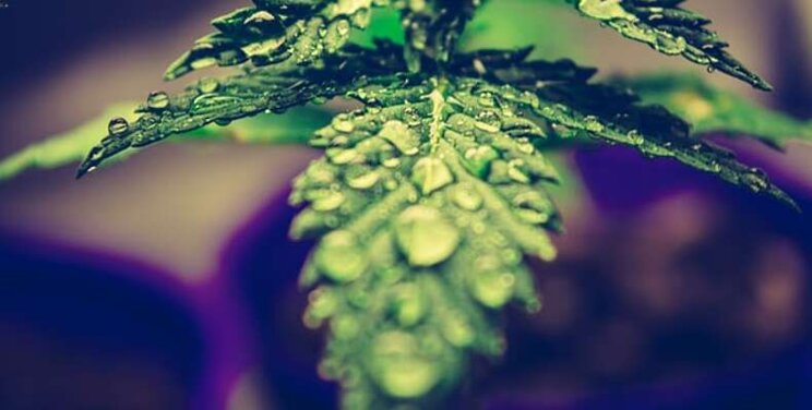 Five questions to ask before buying cannabis cuttings Five questions to ask before buying cannabis cuttings