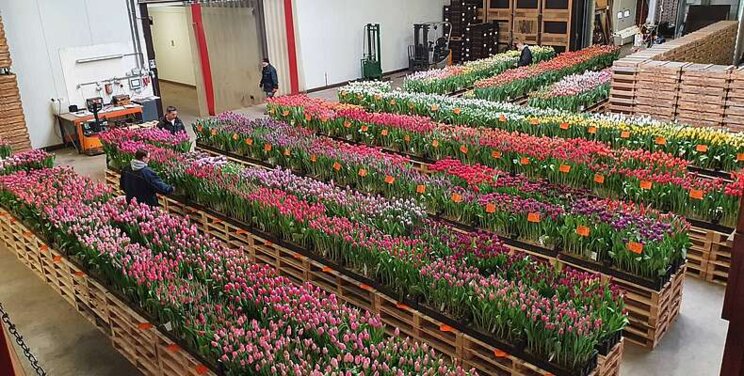 Next Tulip Trade Event in 2024 Next Tulip Trade Event in 2024