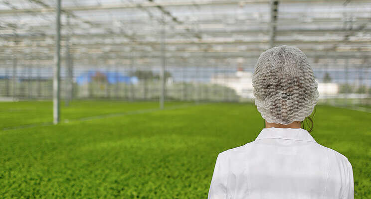 Why more growers are choosing polycarbonate panels Why more growers are choosing polycarbonate panels