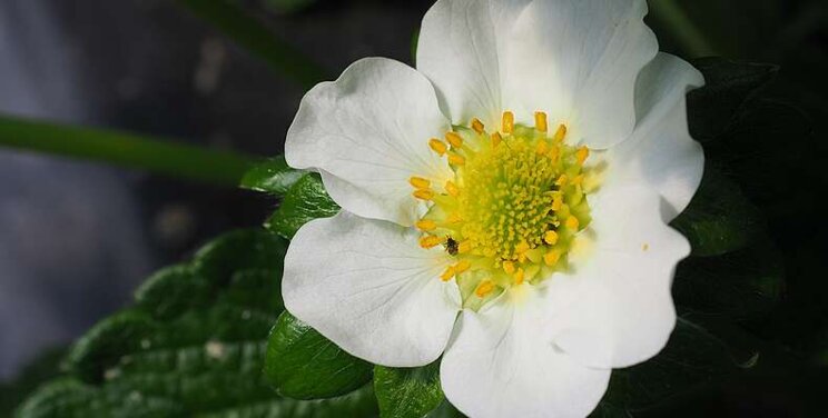 Ideal conditions for Orius-System in strawberries Ideal conditions for Orius-System in strawberries