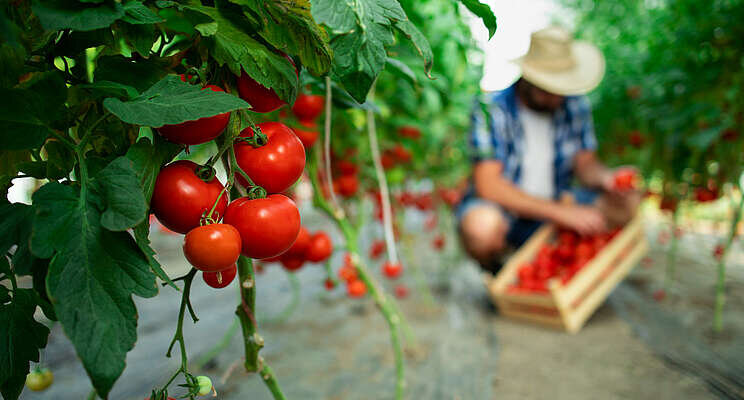 Watch for leaf mold in greenhouse tomato production Watch for leaf mold in greenhouse tomato production