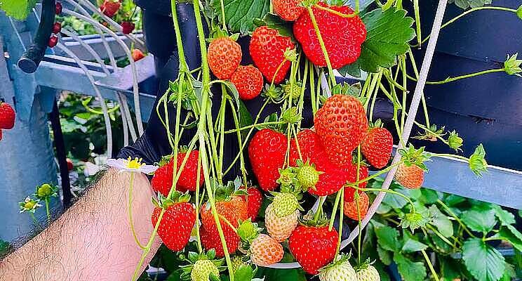 Affinor Growers appoints new chairman Affinor Growers appoints new chairman