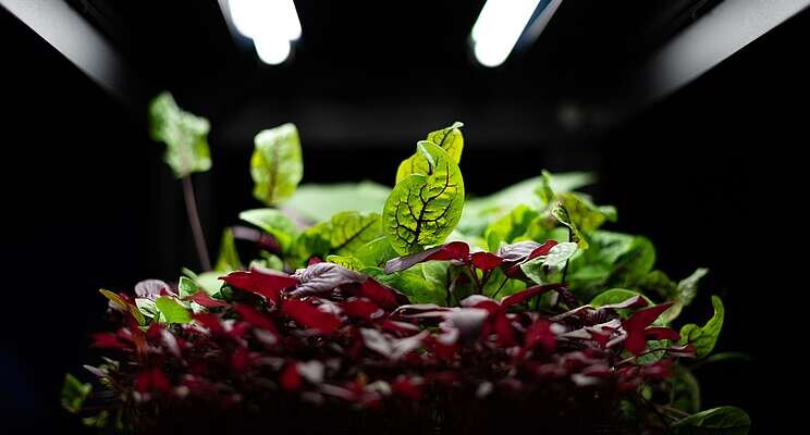 Vision Greens launches vertical farming facility in Welland Vision Greens launches vertical farming facility in Welland