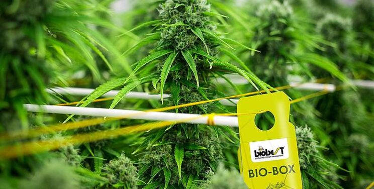 Biobest Bio-Boxes - what benefits do they offer? Biobest Bio-Boxes - what benefits do they offer?