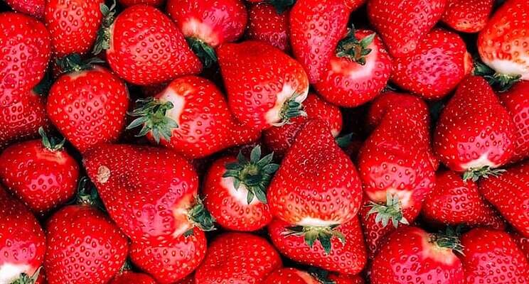 Strawberry picking season lasts longer at Fort Atkinson Farm Strawberry picking season lasts longer at Fort Atkinson Farm
