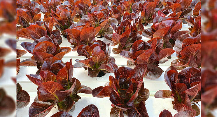 Sustainable farming: from containers to kelp farms Sustainable farming: from containers to kelp farms