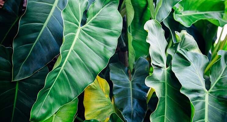 As NC warms, one farm is turning to a tropical crop: Taro As NC warms, one farm is turning to a tropical crop: Taro