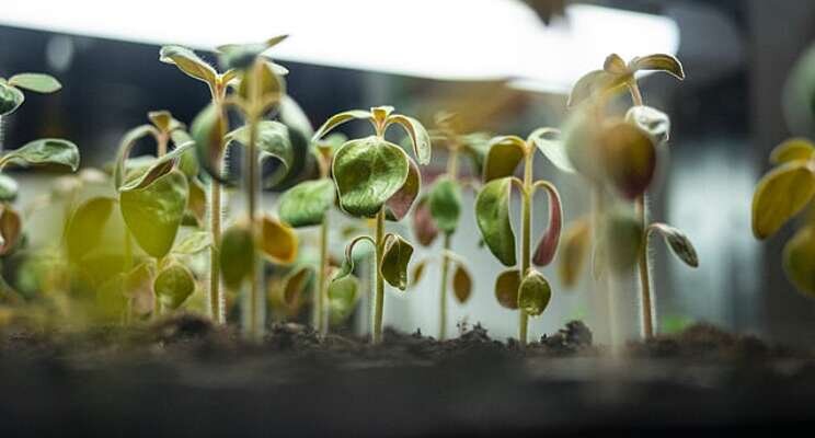 How vertical indoor farming can reduce water use by up to 98% How vertical indoor farming can reduce water use by up to 98%