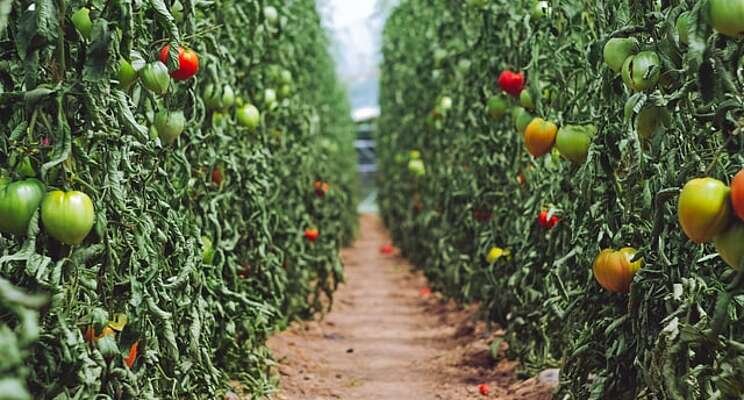 East-West Seed's US$18M in funding to upskill farmers East-West Seed's US$18M in funding to upskill farmers
