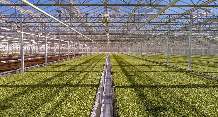 Lettuce grower will use new funding wave for huge expansion Lettuce grower will use new funding wave for huge expansion