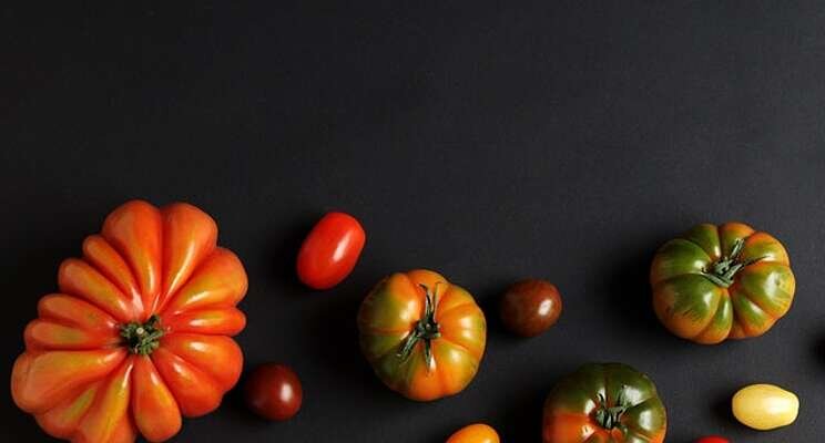 The year's top tomato varieties growers should consider The year's top tomato varieties growers should consider