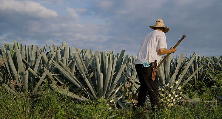 New ToBRFV-resistant varieties presented for Mexico