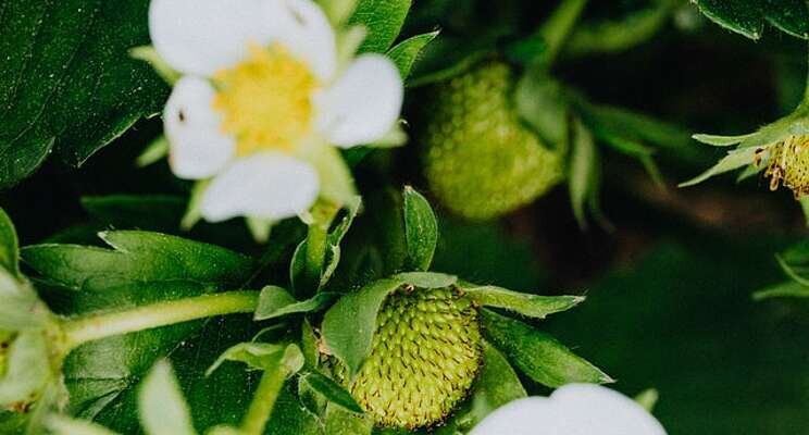 Pest management solutions for strawberries Pest management solutions for strawberries