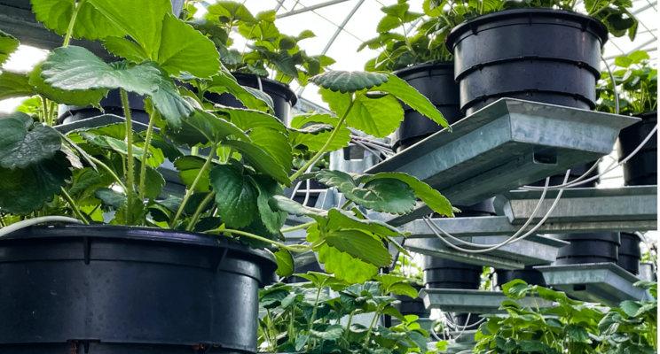 Affinor Growers announces $0.20 unit private placement Affinor Growers announces $0.20 unit private placement