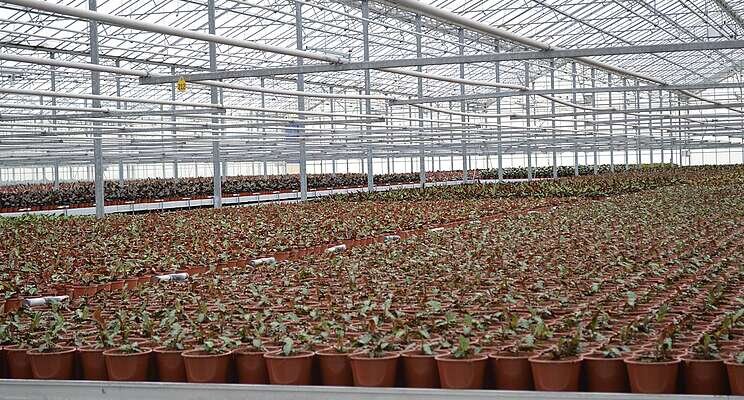 Protect young plants from soil-borne diseases Protect young plants from soil-borne diseases
