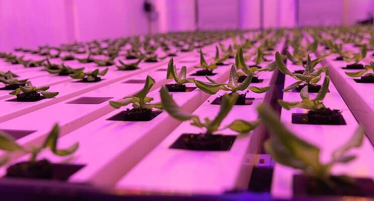 Big victory for horticultural innovators Big victory for horticultural innovators