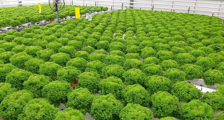 The final phase Autonomous Greenhouse Challenge started The final phase Autonomous Greenhouse Challenge started