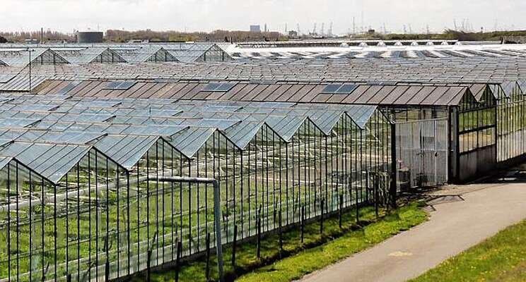The green future of greenhouses The green future of greenhouses