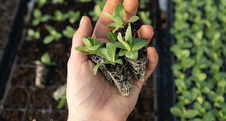 How goodness gardens became a thriving GH herb business How goodness gardens became a thriving GH herb business