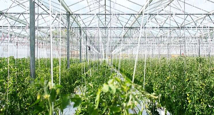 Infrascreen nets $1.5m for its greenhouse nanomaterial Infrascreen nets $1.5m for its greenhouse nanomaterial