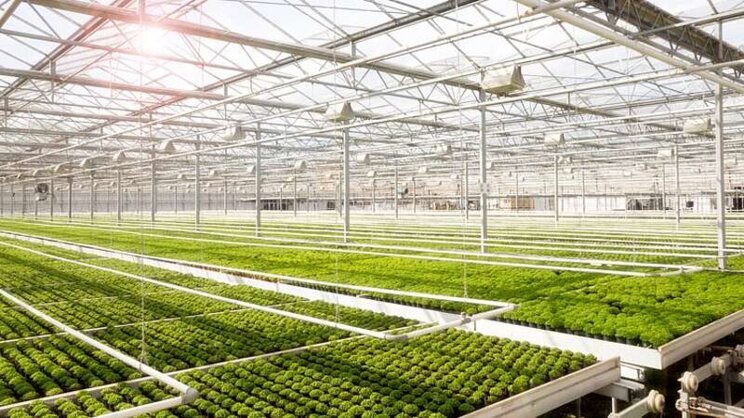 Aeroponics project to unlock greenhouse production barriers